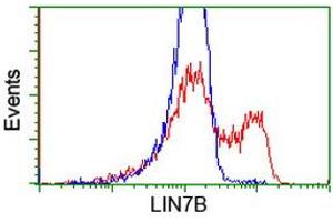 Image no. 3 for anti-Lin-7 Homolog B (LIN7B) antibody (ABIN1499155) (LIN7B Antikörper)