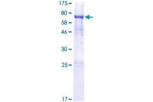 Image no. 1 for AlkB, Alkylation Repair Homolog 5 (ALKBH5) (AA 1-458) protein (GST tag) (ABIN1344895)