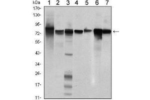 Western Blot showing STAT5B antibody used against Hela (1), K562 (2), NIH/3T3 (3), C6 (4), HEK293 (5), Jurkat (6) and HL-60 (7) cell lysate. (STAT5B Antikörper)