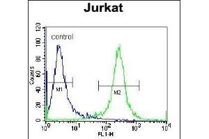 PDE3B Antibody (Center) (ABIN655957 and ABIN2845343) flow cytometric analysis of Jurkat cells (right histogram) compared to a negative control cell (left histogram). (PDE3B Antikörper  (AA 400-427))