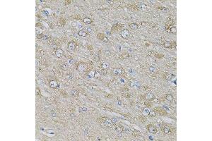 Immunohistochemistry of paraffin-embedded rat brain using EIF3H Antibody. (EIF3H Antikörper  (AA 80-340))