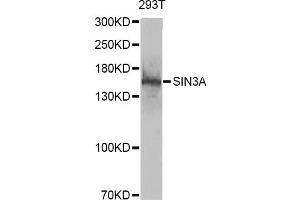 Western blot analysis of extracts of 293T cells, using SIN3A antibody (ABIN6293567) at 1:1000 dilution. (SIN3A Antikörper)