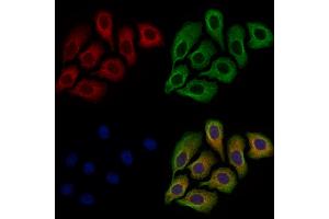ABIN7094727 and ABIN7098778 staining Hela cells by IF/ICC. (DISC1 Antikörper  (N-Term))