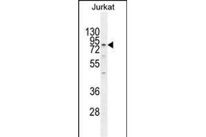ELMO2 Antibody (Center) (ABIN655058 and ABIN2844687) western blot analysis in Jurkat cell line lysates (35 μg/lane). (ELMO2 Antikörper  (AA 323-350))