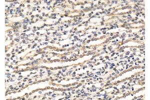 ABIN7094476 and ABIN7098524 at 1/100 staining Rat kidney tissue by IHC-P. (RBPMS Antikörper  (C-Term))