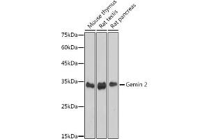 Western blot analysis of extracts of various cell lines, using Gemin 2 antibody (ABIN7267366) at 1:1000 dilution. (SIP1 Antikörper)