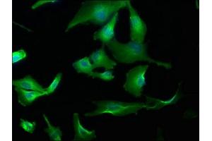 Immunofluorescence staining of U251 cells with ABIN7153709 at 1:173, counter-stained with DAPI.
