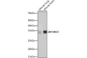 Western blot analysis of extracts of various cell lines, using MBD3 Rabbit mAb (ABIN7268492) at 1:1000 dilution. (MBD3 Antikörper)