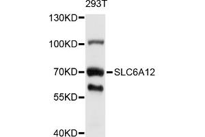 Western blot analysis of extracts of 293T cells, using SLC6A12 antibody (ABIN5998874) at 1/1000 dilution. (SLC6A12 Antikörper)