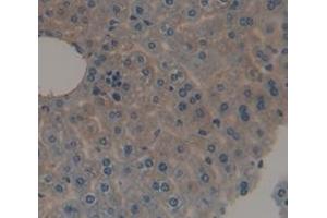 IHC-P analysis of Mouse Tissue, with DAB staining. (alpha 2 Antiplasmin Antikörper  (AA 348-491))