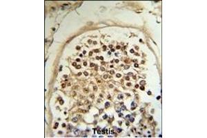 Formalin-fixed and paraffin-embedded human testis tissue reacted with HCCA2 Antibody (N-term), which was peroxidase-conjugated to the secondary antibody, followed by DAB staining. (MOB2 Antikörper  (N-Term))