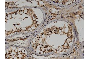 Immunoperoxidase of monoclonal antibody to RGS14 on formalin-fixed paraffin-embedded human testis. (RGS14 Antikörper  (AA 1-566))
