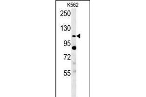 Semaphorin 5A- Antibody (ABIN650710 and ABIN2839333) western blot analysis in K562 cell line lysates (35 μg/lane). (SEMA5A Antikörper  (AA 90-113))