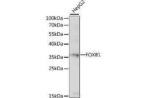 Western blot analysis of extracts of HepG2 cells, using FOXB1 antibody (ABIN7267233) at 1:1000 dilution. (FOXB1 Antikörper  (C-Term))