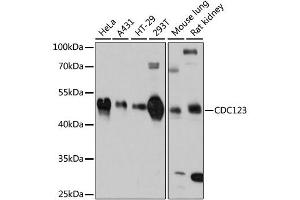 Western blot analysis of extracts of various cell lines, using CDC123 antibody. (CDC123 Antikörper)
