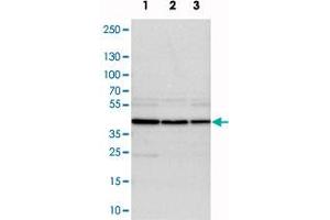 Western blot analysis of cell lysates with DRG1 polyclonal antibody . (DRG1 Antikörper)
