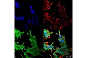 Immunocytochemistry/Immunofluorescence analysis using Mouse Anti-QKI (pan) Monoclonal Antibody, Clone S147-6 . (QKI Antikörper  (AA 1-341) (Atto 390))