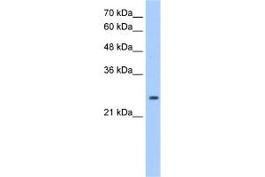 WB Suggested Anti-PRDX6 Antibody Titration:  1.