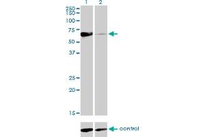 Western Blotting (WB) image for anti-Nuclear Receptor Subfamily 1, Group D, Member 2 (NR1D2) (AA 1-579) antibody (ABIN564291)