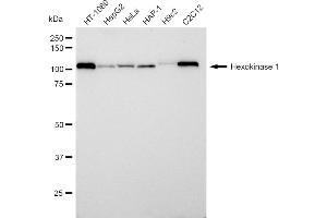 Western blotting analysis using Hexokinase 1 antibody (ABIN7798906). (Rekombinanter Hexokinase 1 Antikörper)