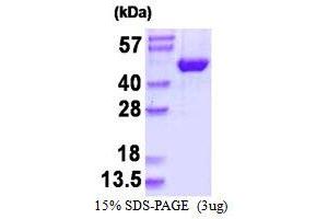 Image no. 1 for Mitogen-Activated Protein Kinase 9 (MAPK9) protein (His tag) (ABIN1098349) (JNK2 Protein (His tag))