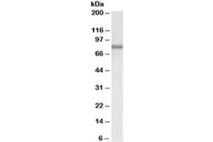 Western blot testing of HepG2 lysate with ACSL4 antibody at 0. (ACSL4 Antikörper)