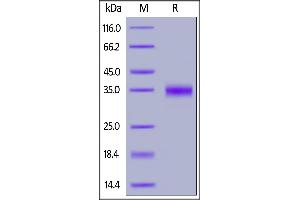 Biotinylated 2019-nCoV (COVID-19) S protein RBD, His,Avitag (MALS verified) on SDS-PAGE under reducing (R) condition. (SARS-CoV-2 Spike S1 Protein (RBD) (His tag,AVI tag,Biotin))