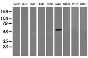 Image no. 2 for anti-Coronin, Actin Binding Protein, 1A (CORO1A) antibody (ABIN1497574) (Coronin 1a Antikörper)