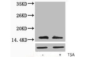 Western blot analysis of extracts from Hela cells, untreated (-) or treated, 1:5000. (H2AFX Antikörper  (acLys5))