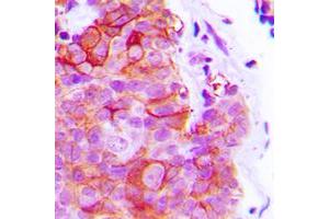 Immunohistochemistry (IHC) image for anti-Adrenergic, alpha-2C-, Receptor (ADRA2C) (C-Term) antibody (ABIN7299046)
