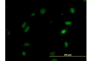 Immunofluorescence (IF) image for anti-Oxidative-Stress Responsive 1 (OXSR1) (AA 1-527) antibody (ABIN523326)