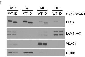 Western Blotting (WB) image for anti-DYKDDDDK Tag antibody (ABIN99294)