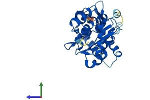 Protein Structure (PS) image for 5'-Nucleotidase, Cytosolic III-Like (NT5C3L) (AA 1-300) protein (His tag) (ABIN7551913)