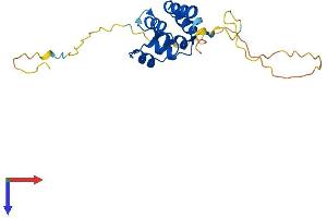 EDARADD Protein (AA 1-208) (His tag)