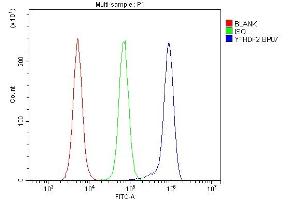 Flow Cytometry analysis of RAW264. (YTHDF2 Antikörper  (N-Term))