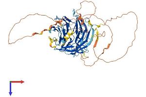 DCAF10 Protein (AA 1-559) (His tag)