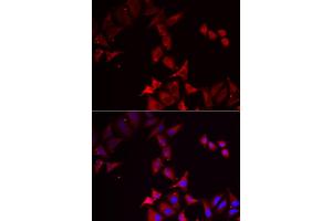 Immunofluorescence analysis of U2OS cells using PCBD1 antibody. (PCBD1 Antikörper)