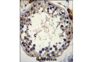 STRA8 Antibody immunohistochemistry analysis in formalin fixed and paraffin embedded human testis tissue followed by peroxidase conjugation of the secondary antibody and DAB staining. (STRA8 Antikörper  (C-Term))