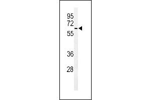 Western blot analysis of ALG10 Antibody (N-term) (ABIN653919 and ABIN2843153) in  cell line lysates (35 μg/lane). (ALG10 Antikörper  (N-Term))