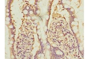 Immunohistochemistry of paraffin-embedded human small intestine tissue using ABIN7161944 at dilution of 1:100 (NFYB Antikörper  (AA 1-207))