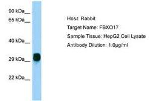 Image no. 1 for anti-F-Box Protein 17 (FBXO17) (AA 36-85) antibody (ABIN6750200) (FBXO17 Antikörper  (AA 36-85))