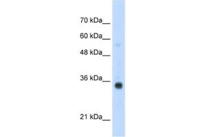 Western Blotting (WB) image for anti-Homeobox B4 (HOXB4) antibody (ABIN2461926) (HOXB4 Antikörper)