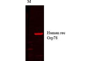 Grp78 human recom copy_1. (GRP78 Antikörper)
