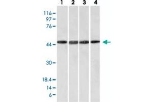 Western Blot analysis of Lane 1: HeLa, Lane 2: HepG2, Lane 3: HEK293 and Lane 4: K562 cell lysates with FBXO5 monoclonal antibody, clone EMI1/1176 .