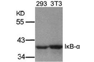 Image no. 2 for anti-Nuclear Factor of kappa Light Polypeptide Gene Enhancer in B-Cells Inhibitor, alpha (NFKBIA) (Ser32), (Ser36) antibody (ABIN197304)