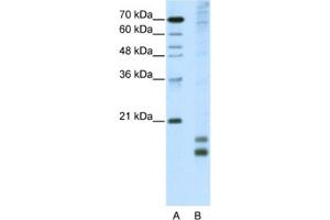 Western Blotting (WB) image for anti-Transcription Factor MafF (MAFF) antibody (ABIN2461834) (MafF Antikörper)