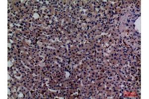Immunohistochemistry (IHC) analysis of paraffin-embedded Human Liver, antibody was diluted at 1:100.