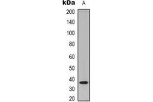 Western blot analysis of TECR expression in HEK293T (A) whole cell lysates. (TECR Antikörper  (C-Term))