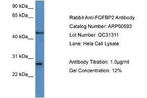 WB Suggested Anti-FGFBP2  Antibody Titration: 0. (FGFBP2 Antikörper  (C-Term))