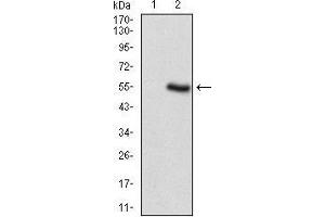 Western blot analysis using PER3 mAb against HEK293 (1) and PER3 (AA: 723-954)-hIgGFc transfected HEK293 (2) cell lysate.